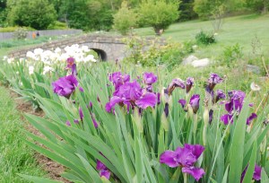 Everything is coming up irises at Presby